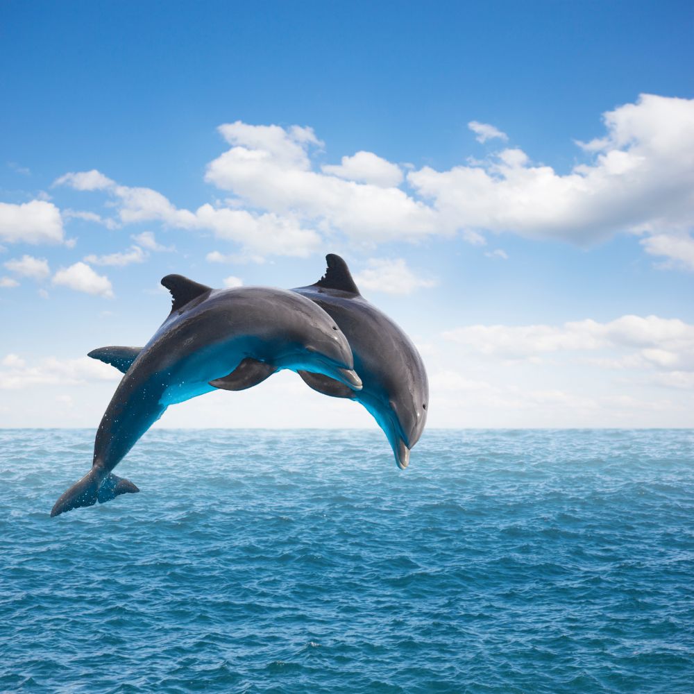 19 Best Gifts For Dolphin Lovers They Will Never Forget