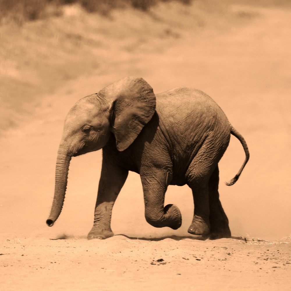 39 Cool Gifts For Elephant Lovers They Will Cherish For Years