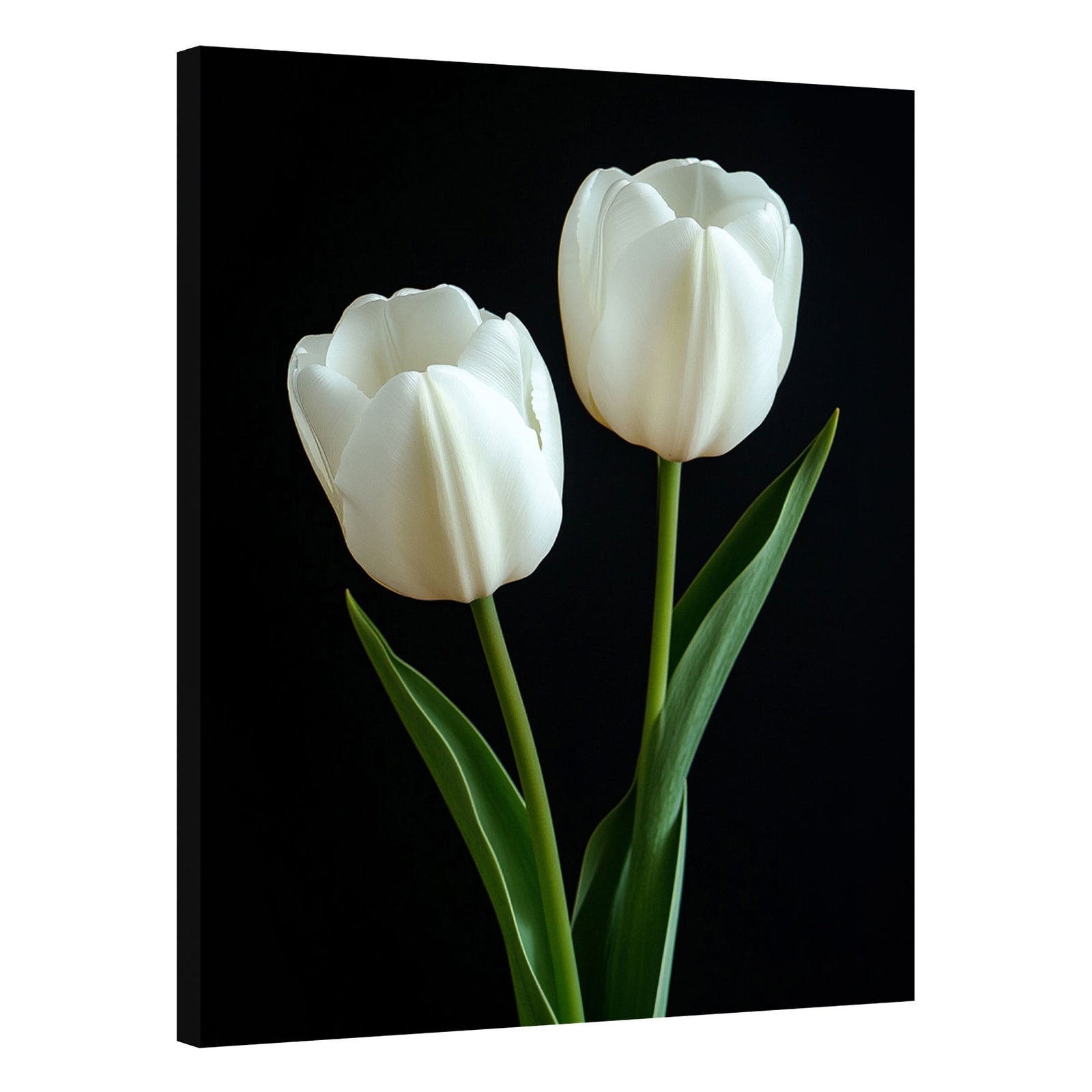 Silent Duo ưPale Tulip Pair Flower Art