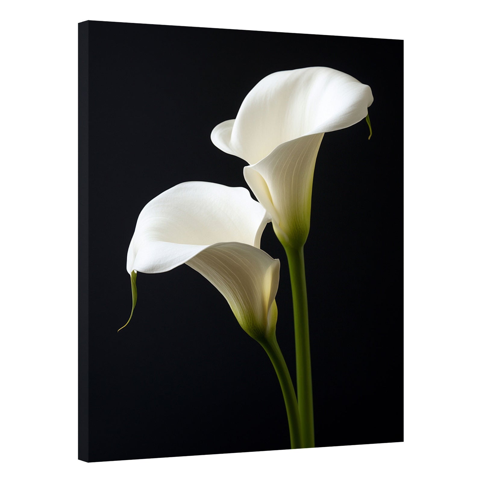 Ivory Calla Lily Pair Flower Art